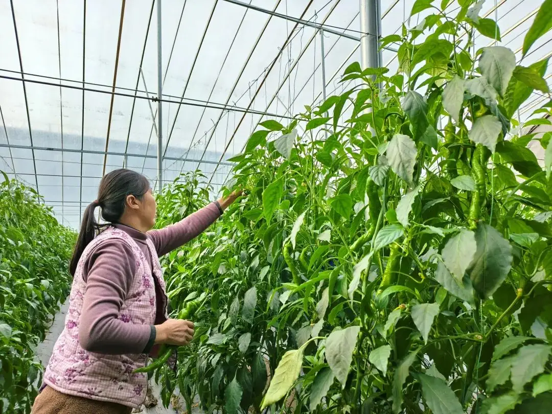 蚌埠固鎮(zhèn)：辣椒茄子蓋“棉被”智慧大棚保障蔬菜“健康成長(zhǎng)”